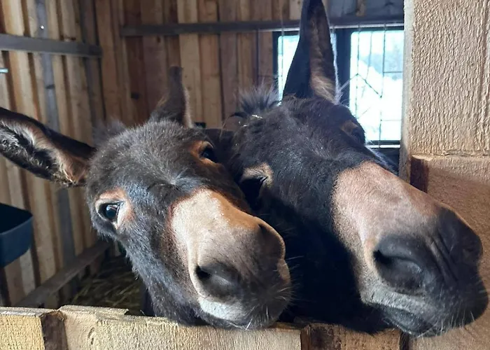 Gospodarstwo agroturystyczne U Mańka *