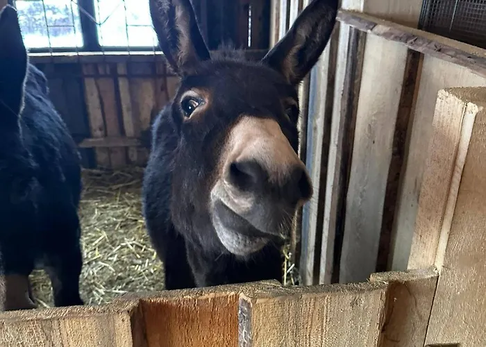 U Mańka Gospodarstwo agroturystyczne *